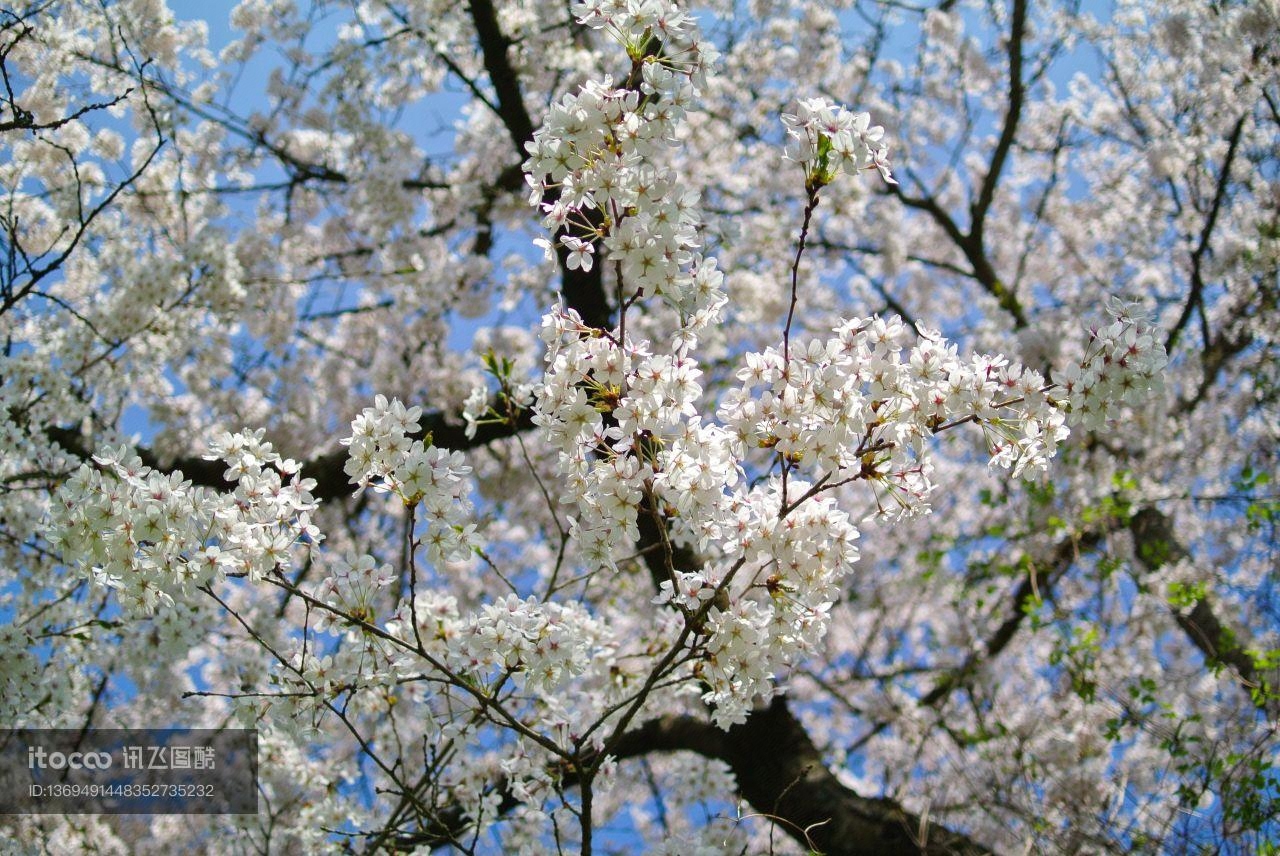 花,特写,自然风光