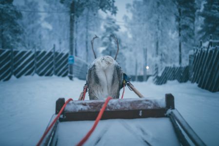 雪橇,驯鹿,冰雪,动物