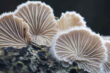 蘑菇（块菌）,特写,真菌,树木,自然,户外,生物,植物,环境