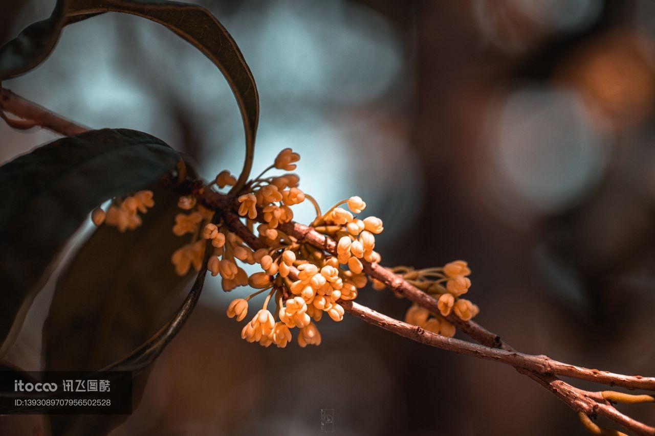 木樨科,桂花,自然风光