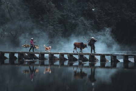 桥,老人,农民,生活工作,自然风光,动物,狗,牛,湖泊,雾,雨