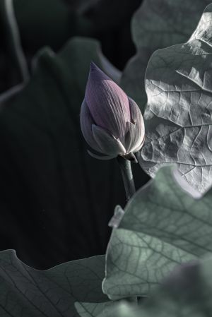 桥,自然风光,特写,荷花,荷叶,植物,生物