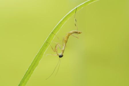 生物,昆虫,特写,动物,田园风光,螳螂,青草,自然,环境,户外,植物