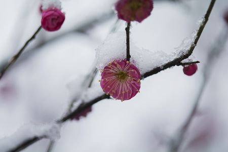 冬天,雪中红梅,生物,微距,特写,雪,植物,花