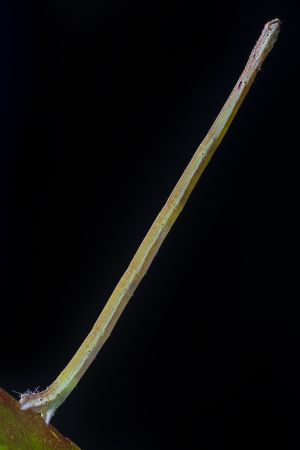 黑色背景,生物,特写,动物,昆虫,植物,树叶