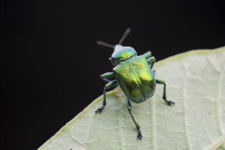 昆虫,节肢动物,虫子,动物,生物,特写