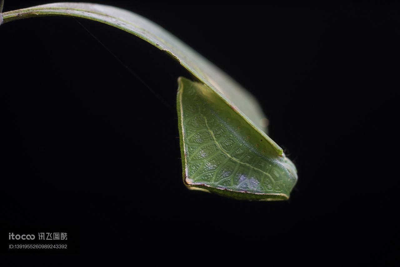 昆虫,节肢动物,生物