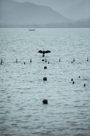 湖泊,海洋,自然风光,生物,动物,鸟类