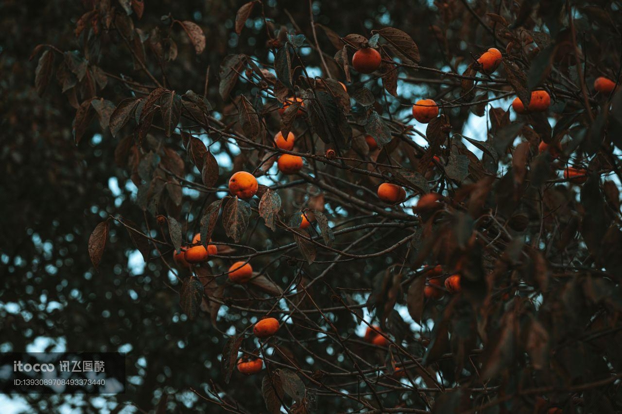 特写,橘子,橘子树