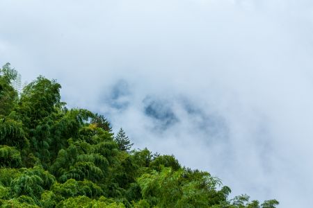 自然风光,天空,仰拍,白云,植物,树木,森林