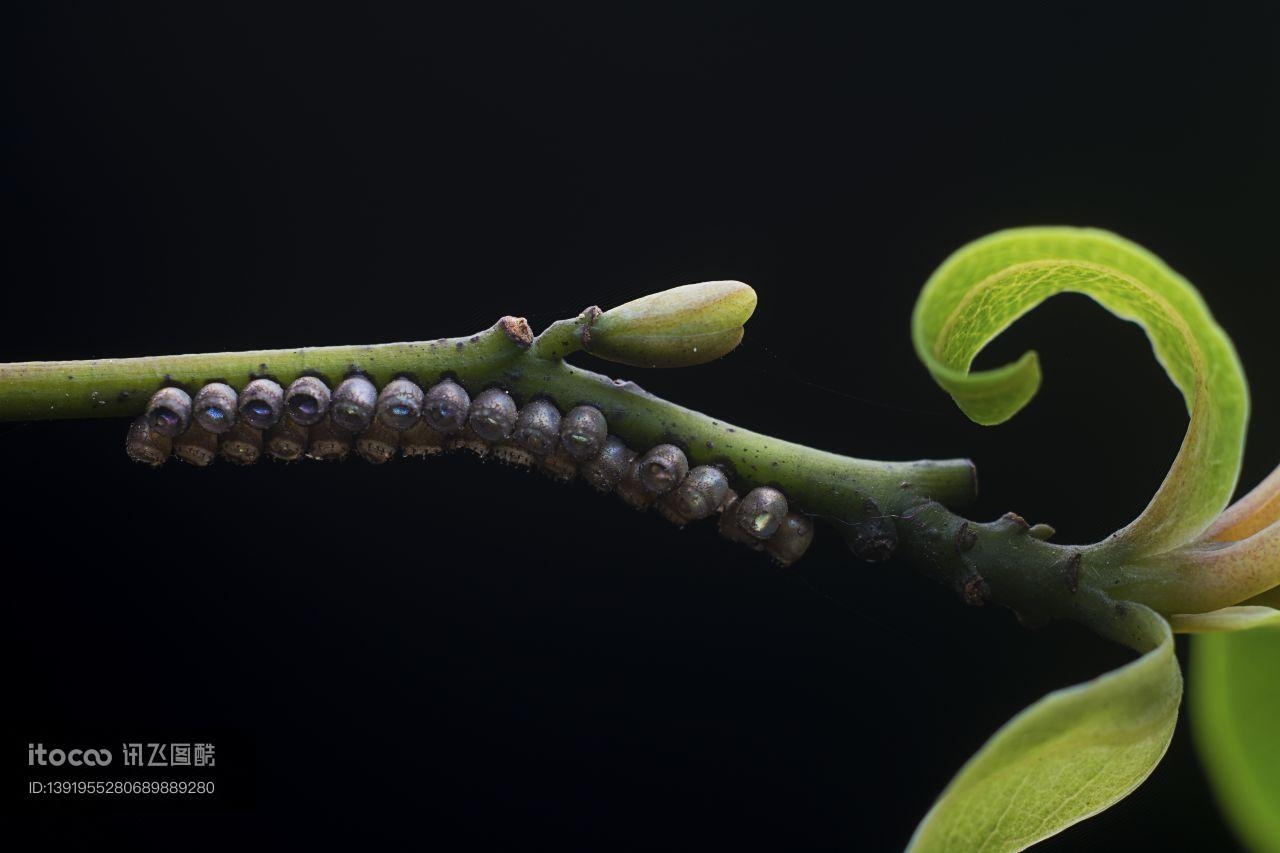 生物,昆虫,虫卵