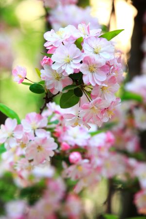 花,自然风光,植物,玉渊潭,中国,北京