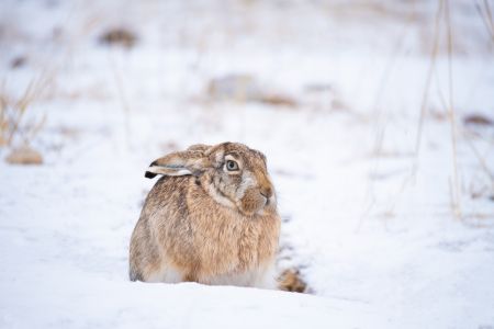 哺乳动物,冬天,特写,灰兔,雪地,自然风光,生物