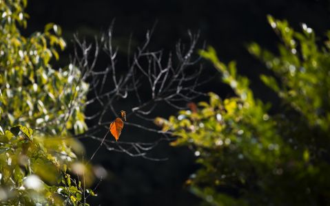 自然风光,树叶,特写,夜晚