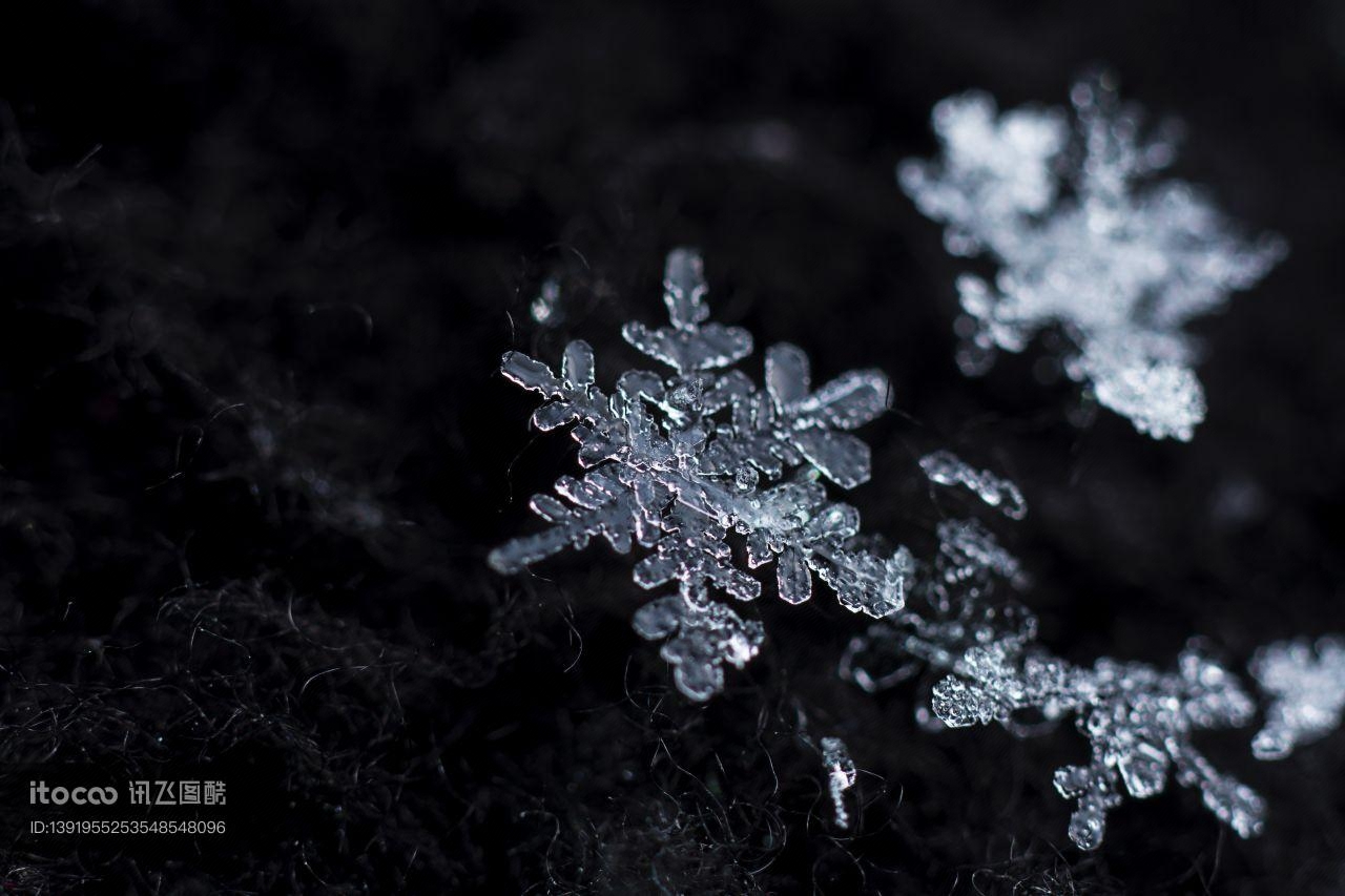 特写,雪花,生物