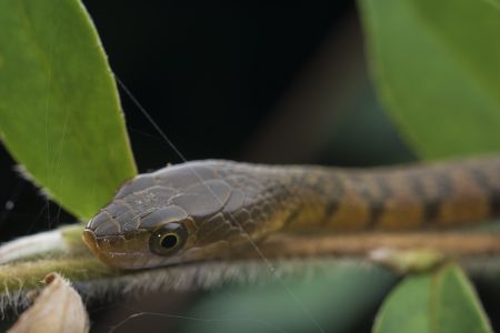 特写,蛇,生物,动物,爬行动物,植物,树叶