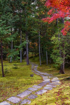 自然风光,景点,植物,京都,枫叶,国外,树木,树,树林,自然公园,植物园,庐山植物园