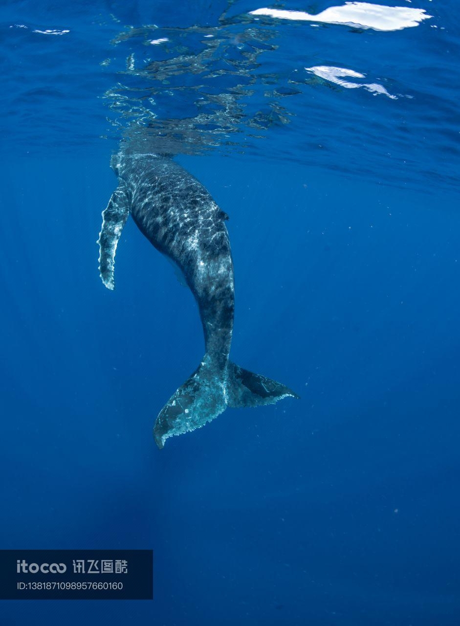 座头鲸 幼崽,海洋生物,动物