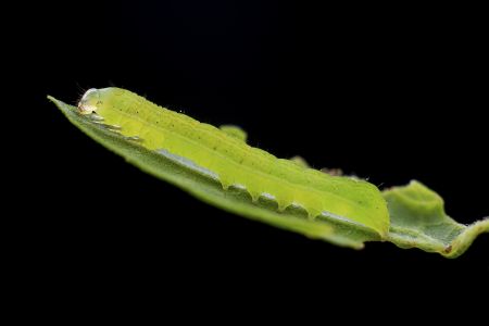 特写,黑色背景,生物,动物,昆虫,植物,树叶