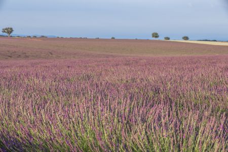 紫色薰衣草,花海,植物,自然风光,全景,天空,花