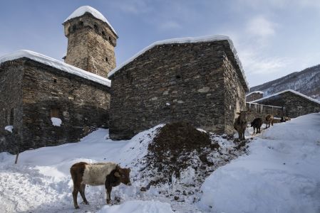 雪,格鲁吉亚,建筑,国外,城镇,生物,动物,牛