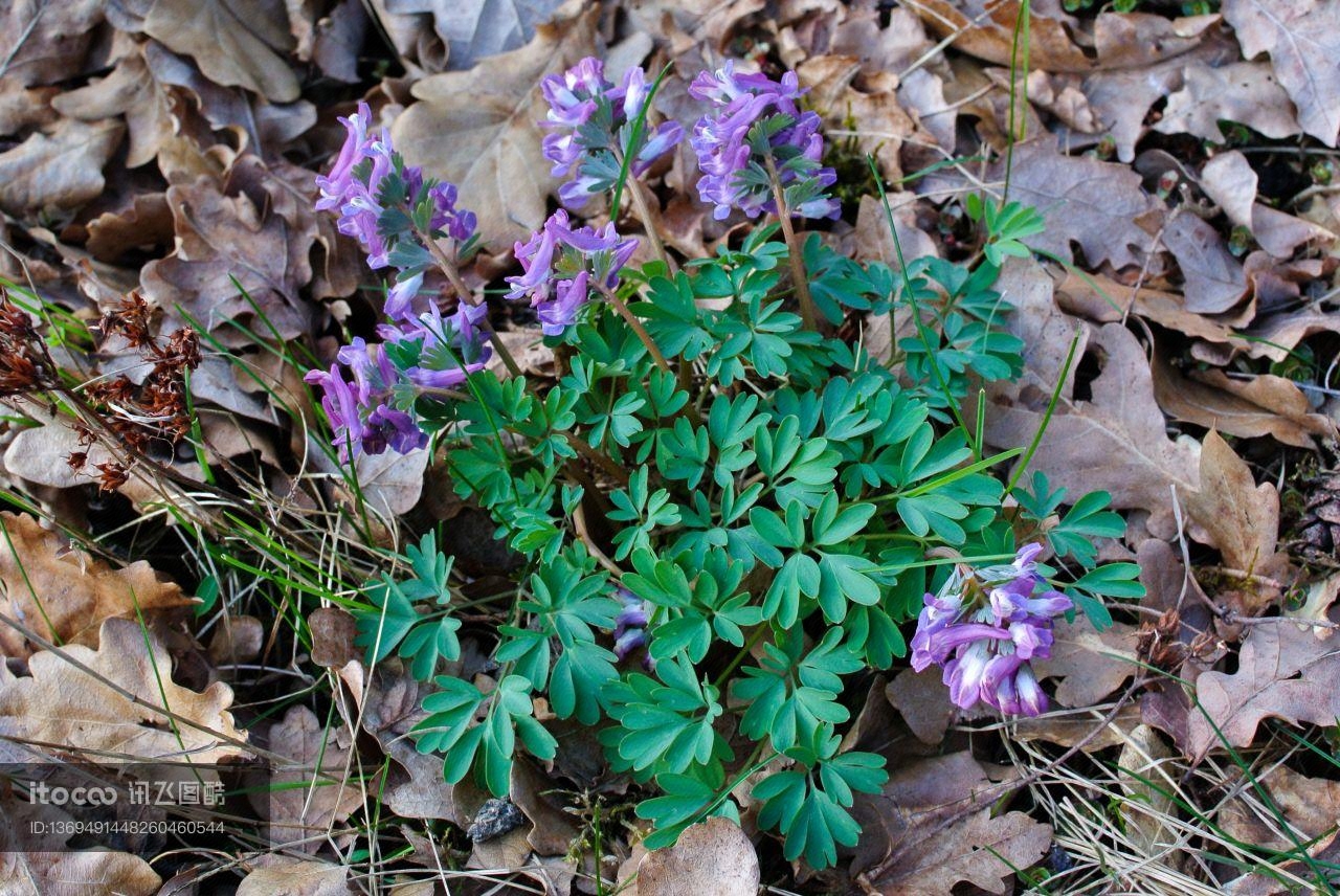 自然风光,植物,花