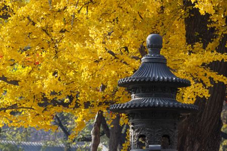 秋天,银杏,植物,树木,北京,城镇,寺庙,建筑