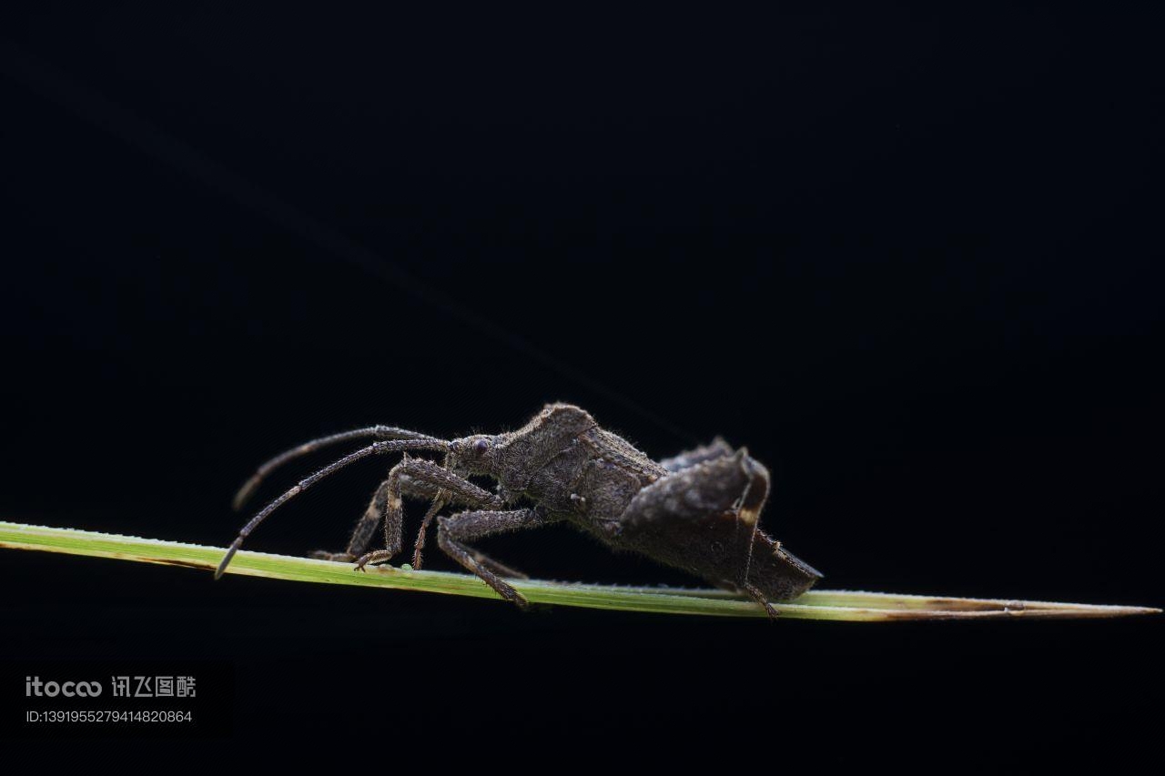 昆虫,树叶,生物学