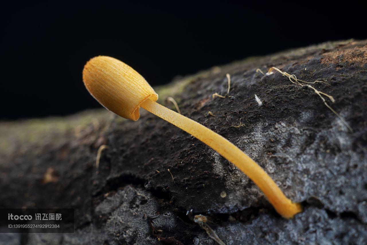 蘑菇,植物,生物