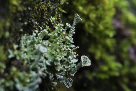 苔藓植物,植物,生物,特写,微距