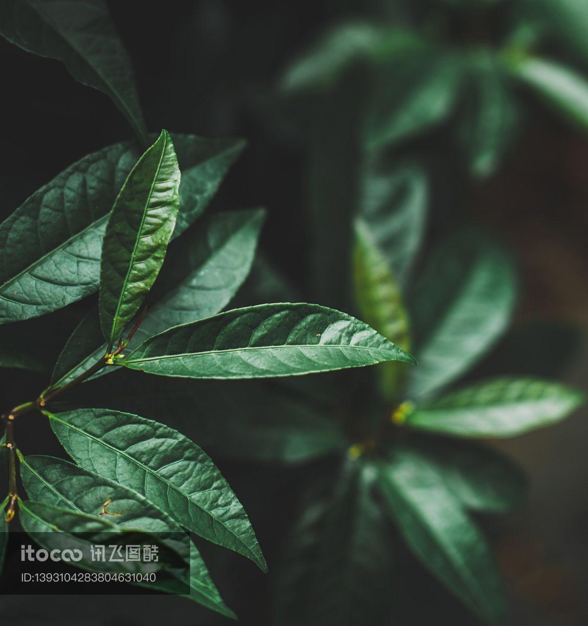 植物,生物,特写