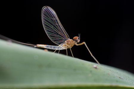 昆虫,节肢动物,虫子,动物,生物,特写