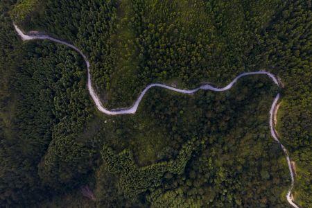 自然风光,森林,航拍,植物,树木,公路,道路