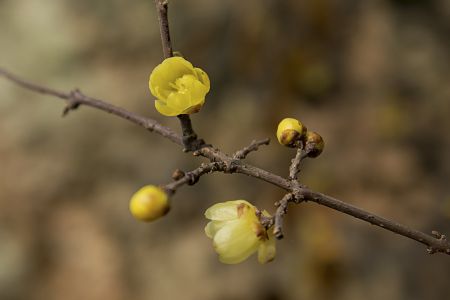 特写,树枝,小黄花,生物,植物,花