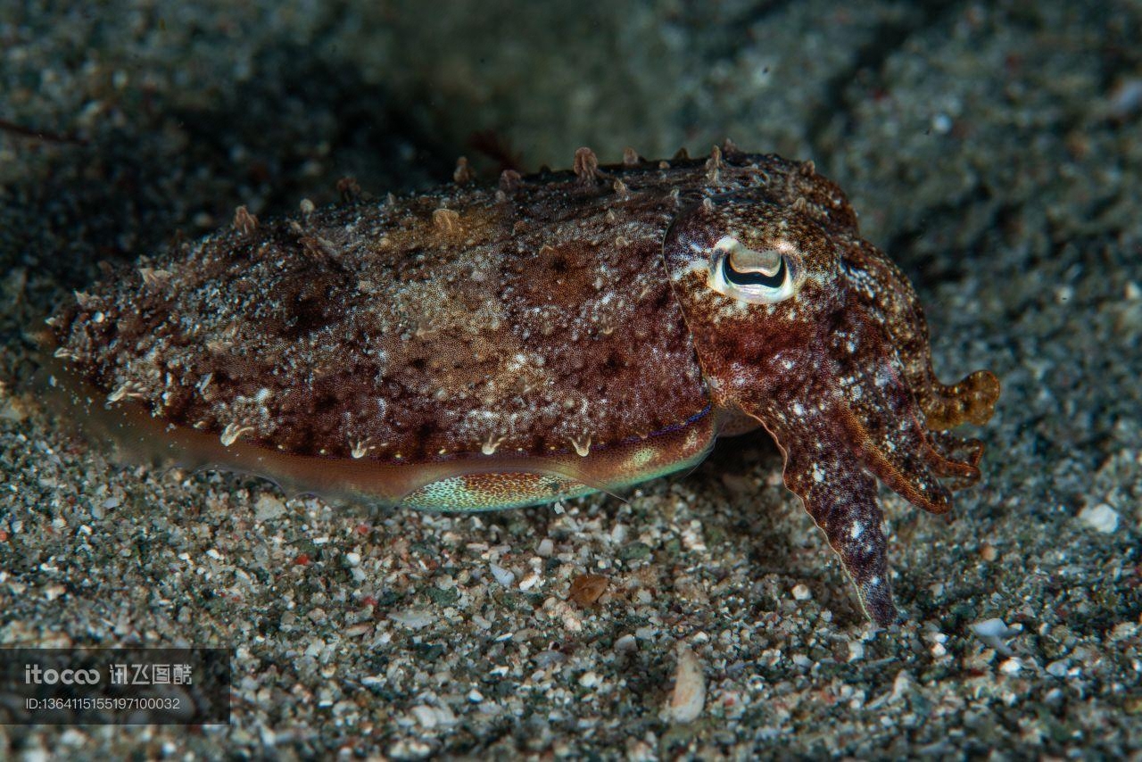 海洋生物 ,自然风光,生物