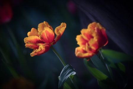 特写,生物,植物,花,自然风光