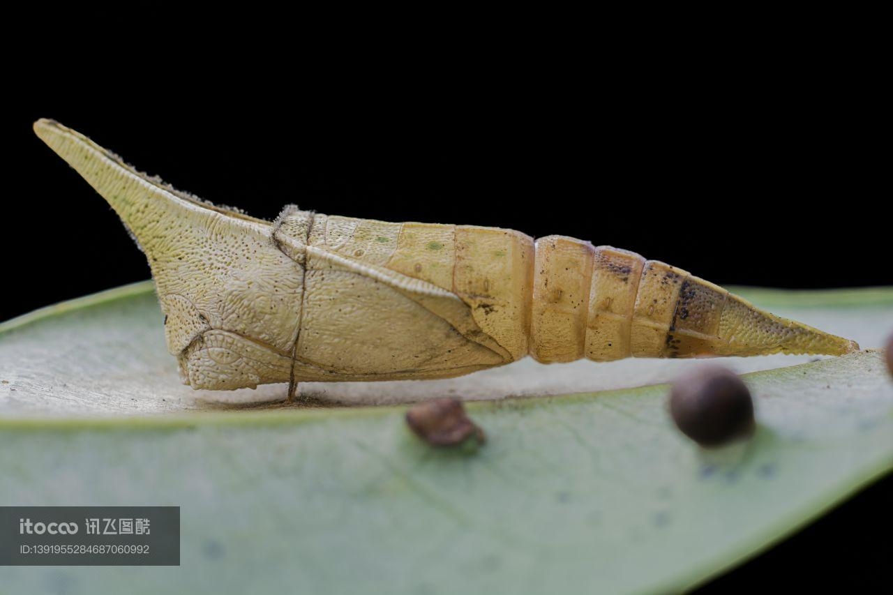 生物,羽化,外壳