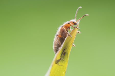 昆虫,节肢动物,特写,微距,动物,生物