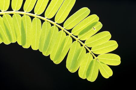 生物,树叶,特写,自然,环境,户外,田园风光,植物