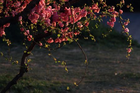 植物,中国,玉渊潭,北京
