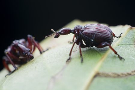 昆虫,节肢动物,虫子,昆虫类,动物,生物,特写