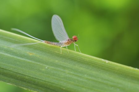 昆虫,节肢动物,动物,生物,特写,微距
