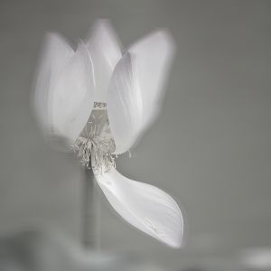 花,花卉,特写,生物,植物