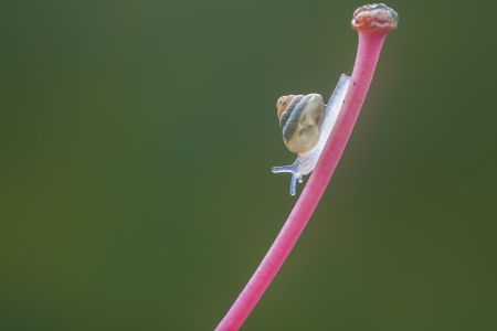 蜗牛,软体类,动物,生物,昆虫