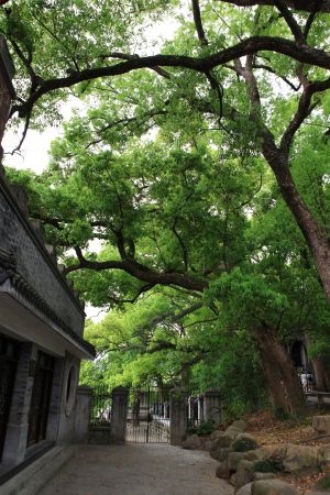 中国,宁波,古榕,中式传统建筑,植物,浙江,生物,建筑,道路,全景,树木,城镇