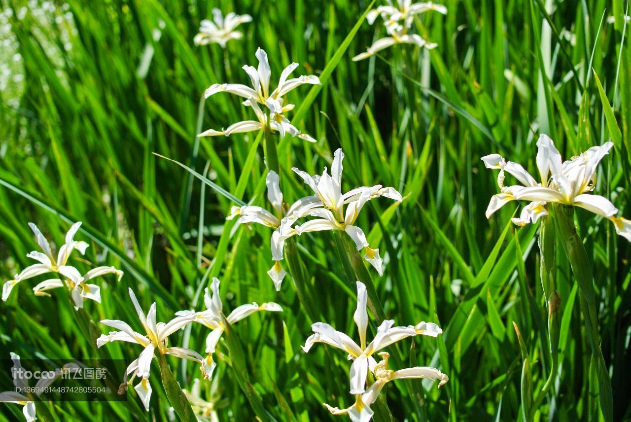 自然风光,花,青草