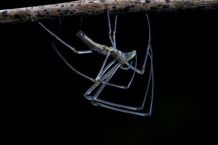 昆虫,节肢动物,昆虫类,动物,特写,微距,生物