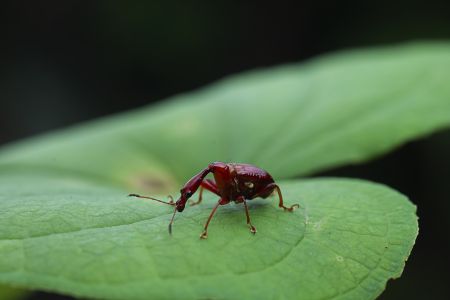昆虫,节肢动物,虫子,动物,特写,昆虫类