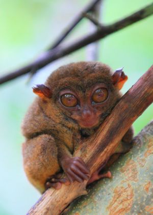 生物,哺乳动物,特写