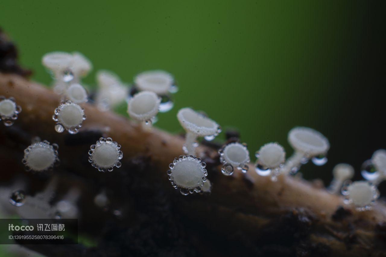 特写,树枝,生物